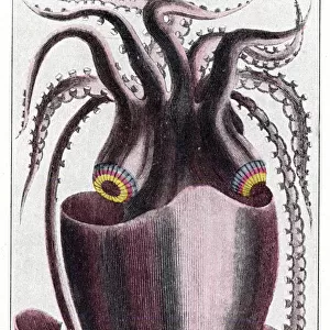 Brazilian squid