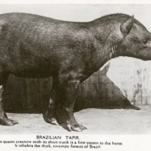 Brazilian Tapir - Native to thick, swampy forests of Brazil