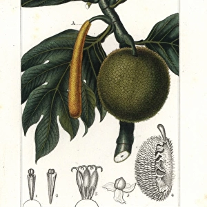 Breadfruit, Artocarpus altilis
