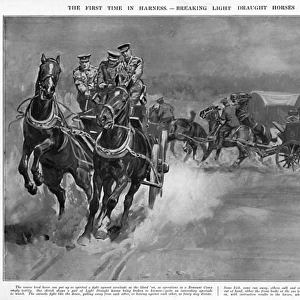 Breaking light draught horses at Army Remount Depot, WW1