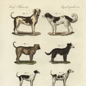 Breeds of dogs