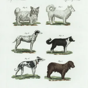 Breeds of dogs