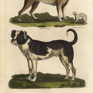 Breeds of dogs, Canis lupus familiaris