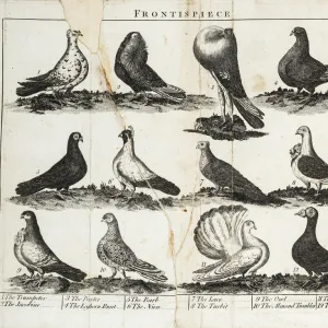 Twelve breeds of pigeon