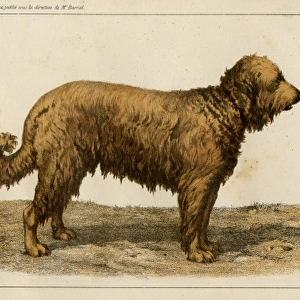 Brie Shepherd Dog at 1863 Paris dog show