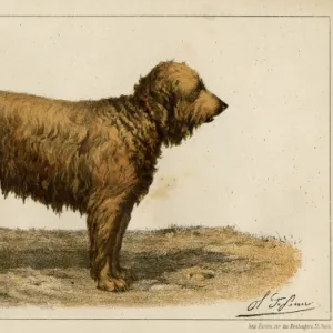 Brie Shepherd Dog at 1863 Paris dog show