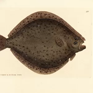 Brill or kite fish, Scophthalmus rhombus
