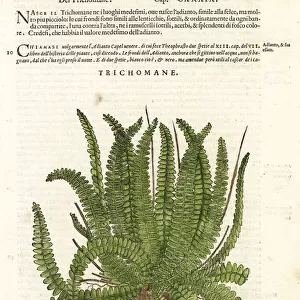 Bristle fern, Trichomanes species