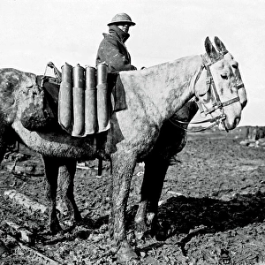 British ammunition transported by mules, WW1