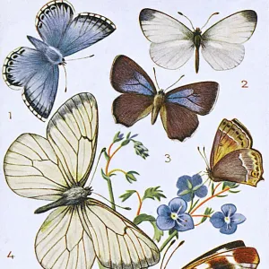 British Butterflies - Various