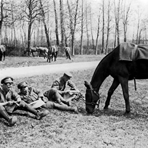 British cavalrymen with grazing horse, Western Front, WW1