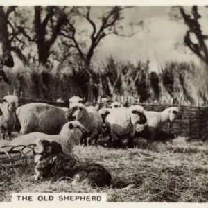 British Countryside - A 75 year-old Shepherd at Crondall