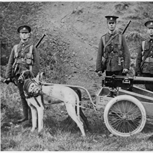 British Dogs and Gun