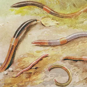 British Earthworms 20C
