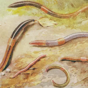 British Earthworms 20C