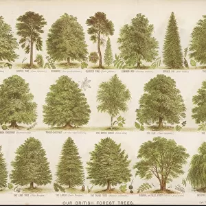 British Forest Trees