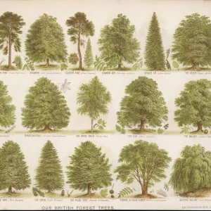 British Forest Trees