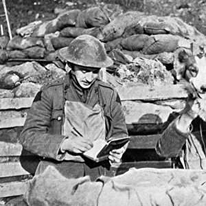 British messenger dog, WW1