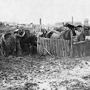British service stable on Western Front, WW1