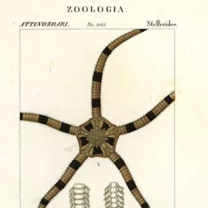 Brittle star echinoderm, Ophiomastix annulosa