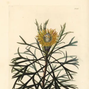 Broad-leaved drumsticks, Isopogon anemonifolius