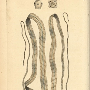 Broad tapeworm, Diphyllobothrium latum