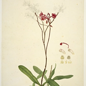 Bronphtoria sarpuinea