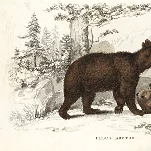 Brown bear and cubs, Ursus arctos