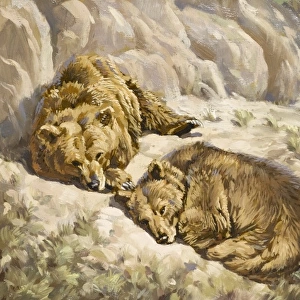 Brown bears asleep