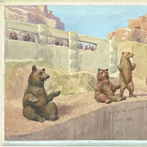Brown Bears and Barbary Sheep on Mappin Terrace - London Zoo