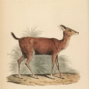 Brown brocket deer, Mazama gouazoubira (Apara