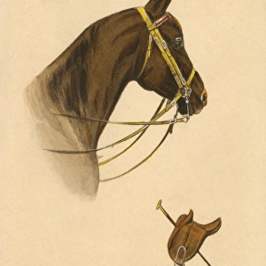 Brown Horse with double-reined pelham bit