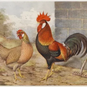 Brown Leghorn