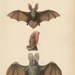 Brown long-eared bat, Plecotus auritus