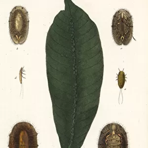 Brown soft scale, Coccus hesperidum, on a leaf