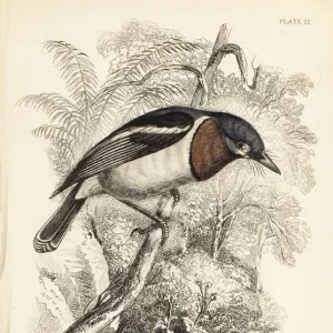 Brown-throated wattle-eye, Platysteira cyanea