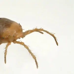 Bryobia praetiosa, clover mite model