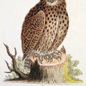 Bubo virginianus, great horned owl