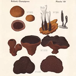 Bulgar and truffle mushrooms