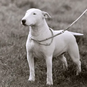 BULL TERRIER / 1949