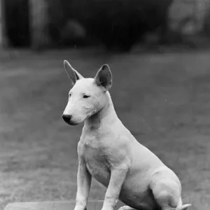 BULL TERRIER PUPPY / 1950