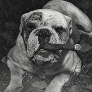 Bulldog with cigar