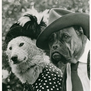 Bulldog and labrador in human dress on a postcard
