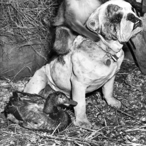 Bulldog, Monkey and Duck