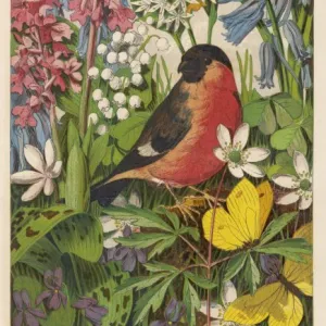 Bullfinch (Anon)