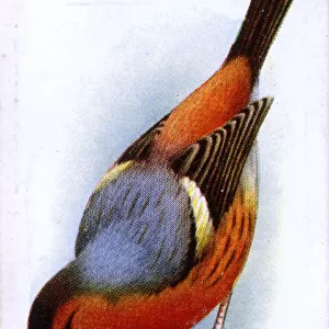 Bullfinch-Canary Mule