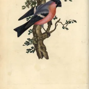 Bullfinch, Pyrrhula pyrrhula