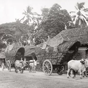 Bullock carts transporting tea, Ceylon, (Sri Lanka) c. 1890