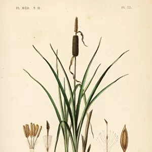 Bulrush or broadleaf cattail, Typha latifolia