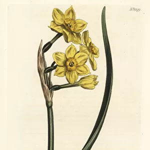 Bunch-flowered daffodil, Narcissus tazetta subsp. aureus